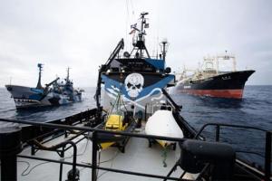 Violents acrochages entre la flotte de Sea Shepherd et des baleiniers japonais au large de l'Antarctique en 2013